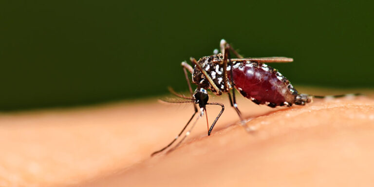 Malaria-Impfstoff könnte Millionen Leben retten – doch es gibt ein Problem
