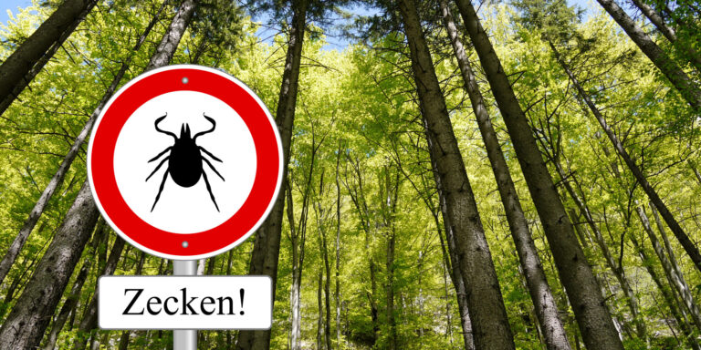 Zecken in den Alpen tragen neues Flavivirus