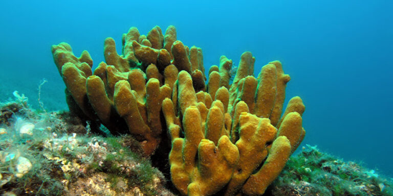 Virenhemmer aus dem Meer: Goldschwamm als Mittel gegen das Coronavirus?