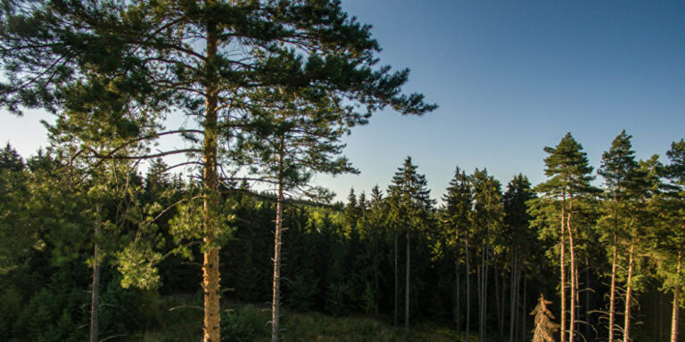 Gestresste Wälder, Wiesen und Äcker