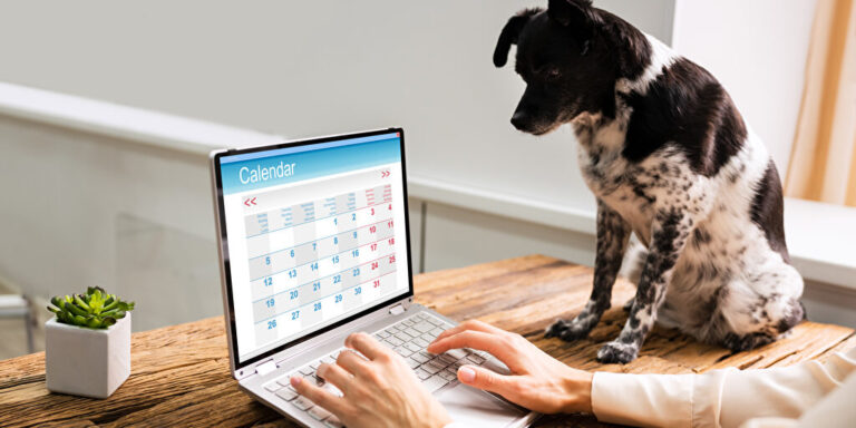 Mit Hund ins Büro: Darf man es oder nicht?