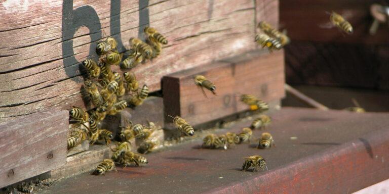 Bienen mit QR-Code lüften Geheimnisse des Bienenstocks