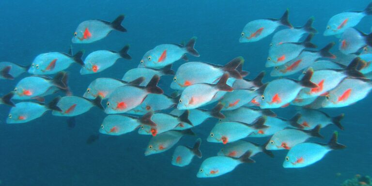 Schwarmverhalten: Fische trainieren autonome Systeme