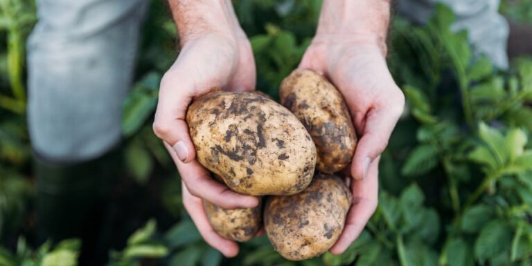 Ernten die dümmsten Bauern die dicksten Kartoffeln?