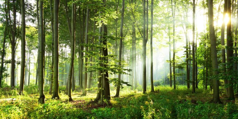 Wie lassen sich unsere Wälder an den Klimawandel anpassen?