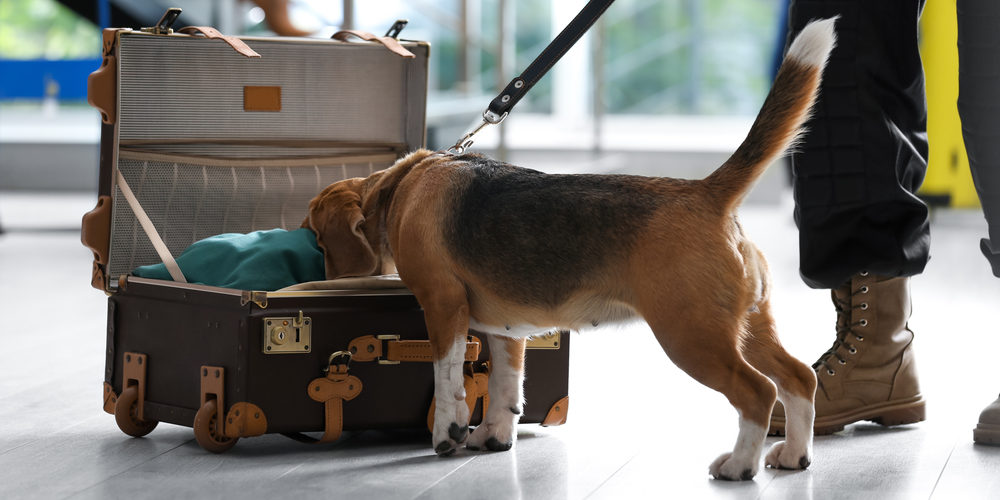 Hund als Spürnase