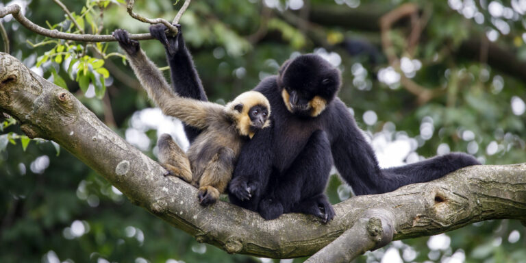 Warum Tiere sprechen: Zoologe aus Cambridge kennt die Antwort
