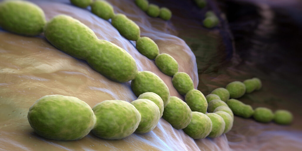 Mikroskopische Ansicht von Streptococcus pneumoniae.