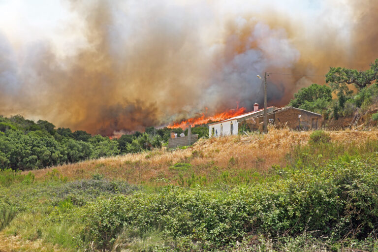 Feuerschutzgel revolutioniert den Brandschutz bei Waldbränden
