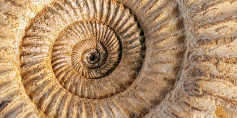 Höchster CO<sub>2</sub>-Wert seit 3,3 Millionen Jahren: Uralter Fund aus der Karibik zeigt die Klimazukunft