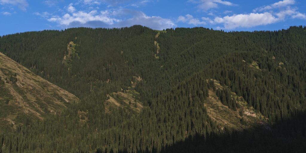 Fichtenwald