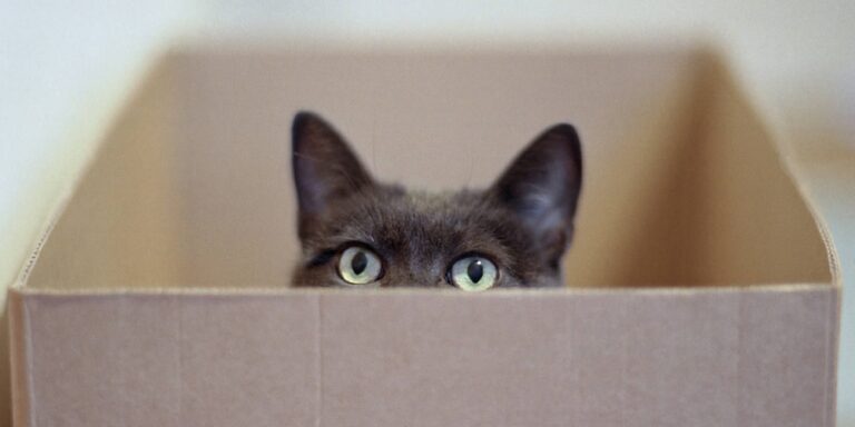 Schrödingers Katze – mehr als ein Gedankenexperiment?
