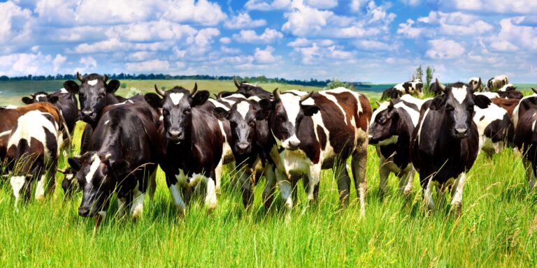 Rinderhaltung klimafreundlicher machen – dank uralter Heilpflanze