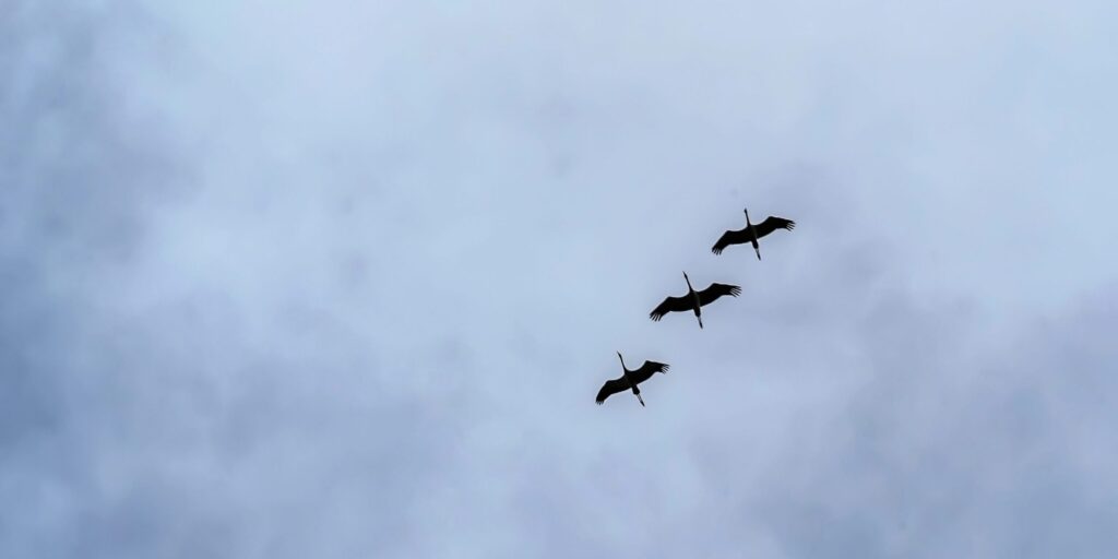 Was Kraniche uns über die Selbstorganisation im Quantenbereich lehren können