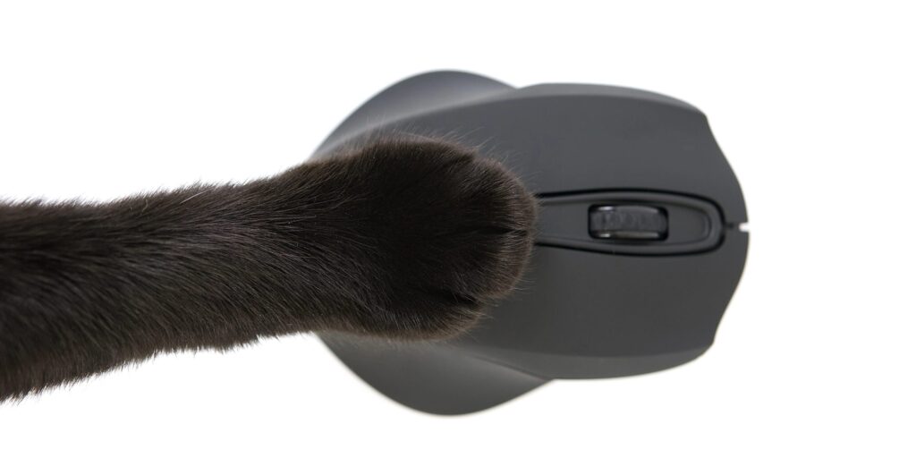 Maus