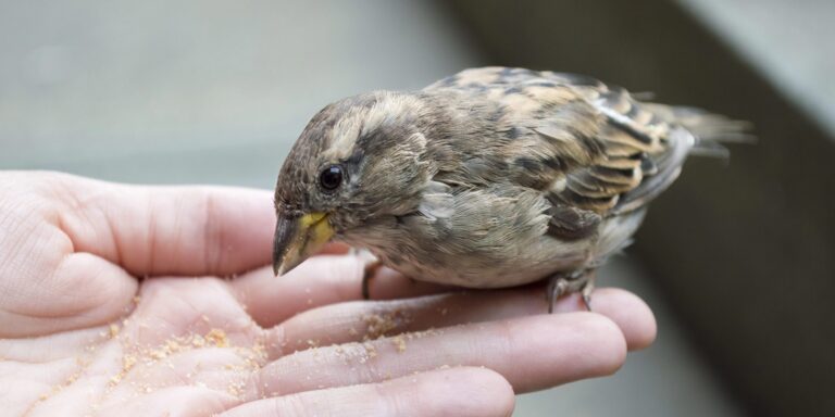 Von der Taube auf dem Dach und dem Spatz in der Hand – Bewerben mit Weitblick