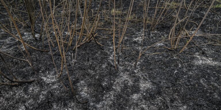 Gohrischheide abgebrannt – wie geht es nun weiter?