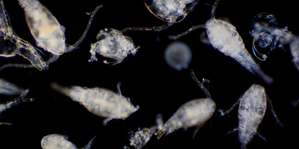 Unterschätzte Klimawächter: Wie Zooplankton CO₂ versenkt