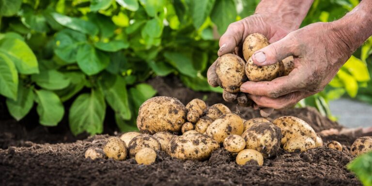 Wunder der Evolution: Wie aus der Tomate die Kartoffel wurde